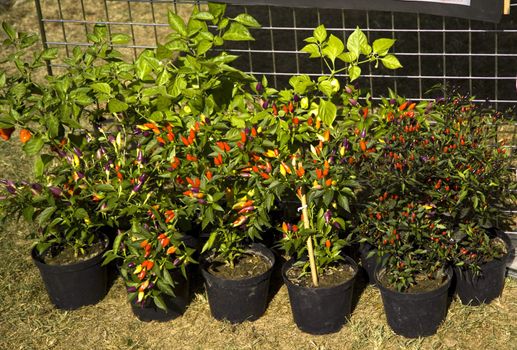 bio plants violet red green and yellow peppers italy