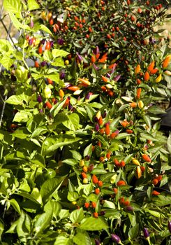farmers market plants fall pepperoni plant