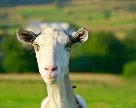 Portrait of she-goat on the meadow