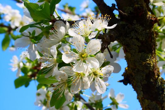 white flower of plum tree during spring