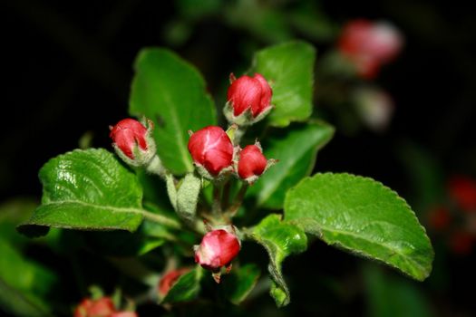red young flower of apple on dark background