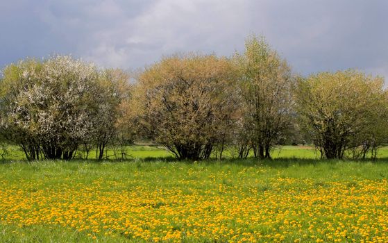 Spring Natural Banner