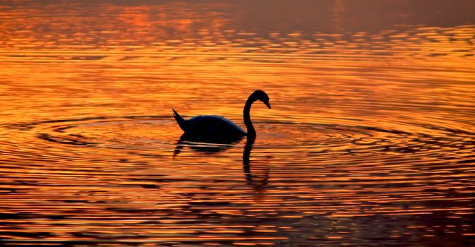 Swan Lake Sunset with beautiful animals and water reflection