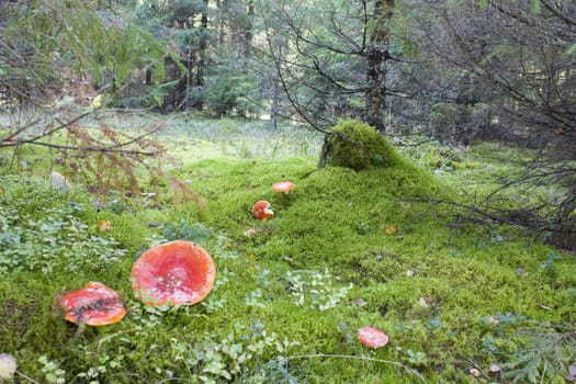Forest moss fly agaric