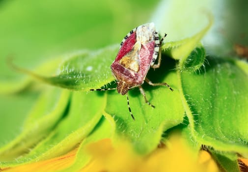 Bug on the sunflower