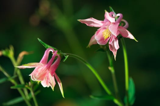 Aquilegia flower