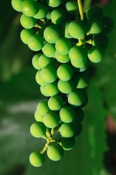 Bunch of unripe grape.