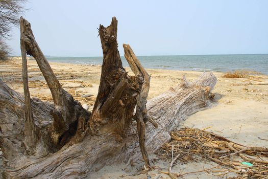 old trunk of tree lift on a seaside