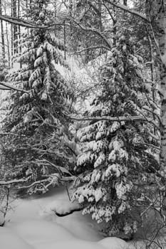 Winter landscape, Belokurikha resort, b/w