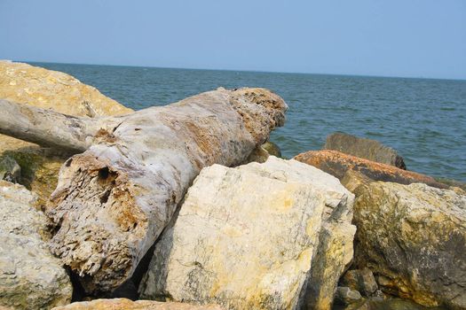 trunk mimicry between the white  stones up the seaside