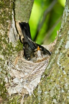 Female starling sitting in it's nest.