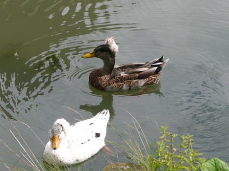 Two ducks quietly paddling on the pond.