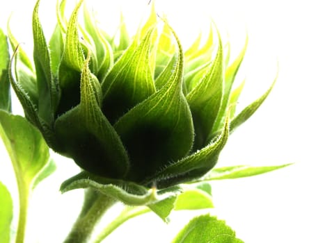 sunflower bud with sky background