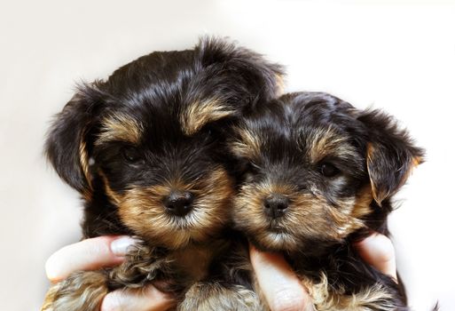 Puppies of the yorkshire terrier in studio