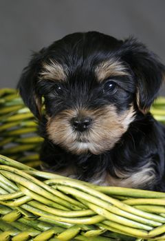 Baby of the yorkshire terrier in a green basket
