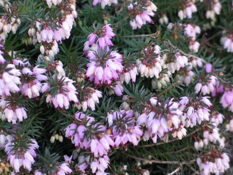 pink flower tree