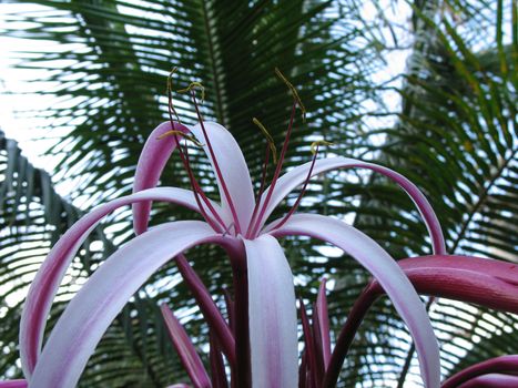 pink flower close-up