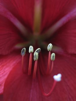 red flower reproductive parts close-up