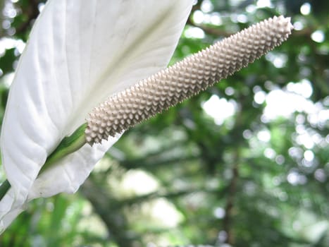 white flower