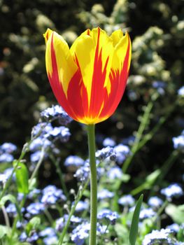 red and yellow tulips