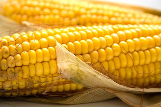 Freshly harvested corn, close up. Shallow DOF, macro, background