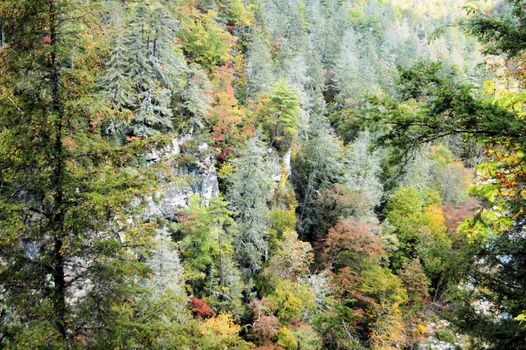 The side of the mountain in the early fall. From the Linville Gorge area of North Carolina.
