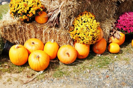 Fall harvest scene with pumpkins and hay bales