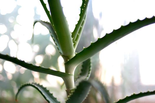 Aloe plant with strenght blurred (defocused) background.