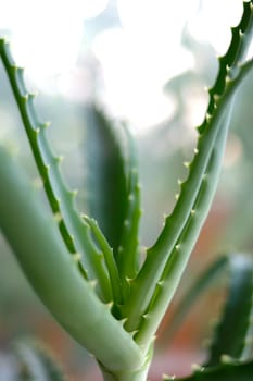 Aloe plant with strenght blurred (defocused) background.