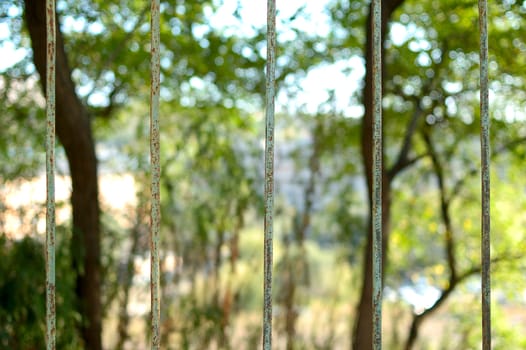 Old railing (grille) and nature blurred background.