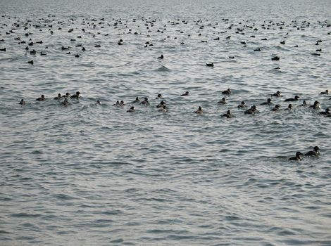 wild ducks on the ocean