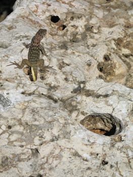 lizard on a rock