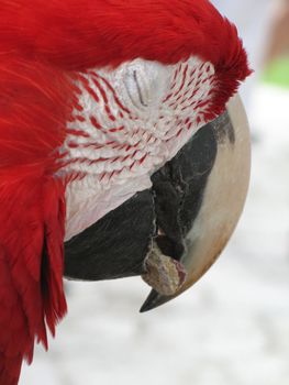 red parrot