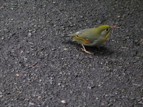 small green bird