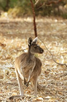Kangaroo Animal in the Wild at Australia