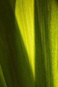 Close-up of the leaf of tulip