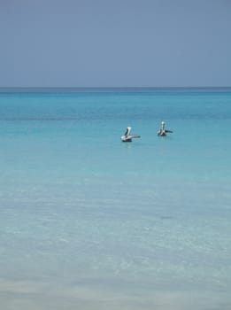 pelicans on the turquoise water