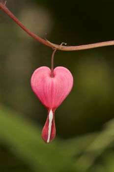 Detail - close-up - of the seed