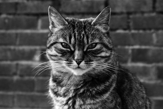 Cat in black and white portrait