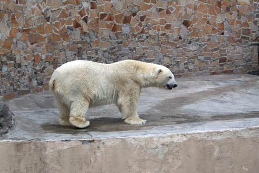 Polar bear on walk among stones in the afternoon