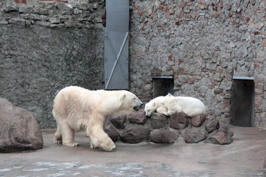 The she-bear protects the sleeping cubs in the afternoon