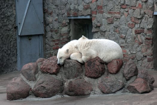 Two cubs of a polar bear sleep having nestled to each other