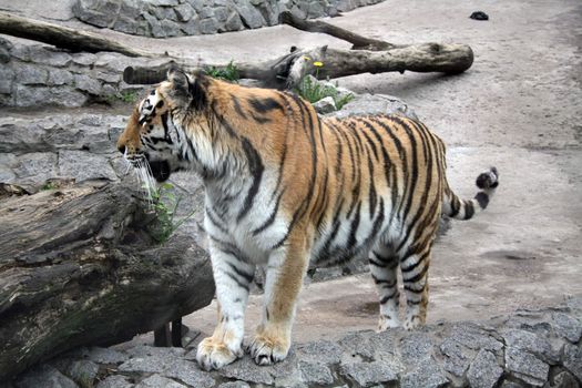 Tiger on walk among stones in the afternoon