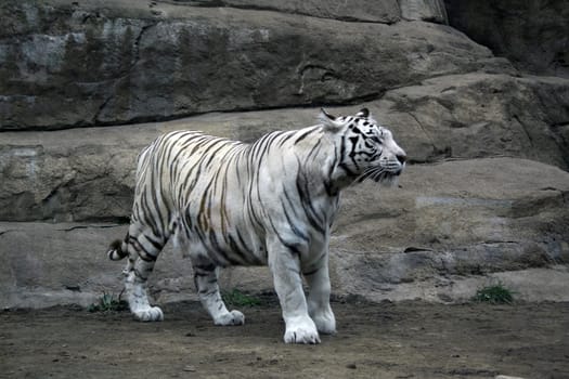 Bengalese tiger on walk among stones in the afternoon