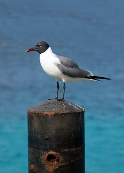 sea gull perched on an ocean docking post