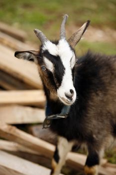 Young goat in a blue collar in a village