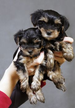 Babes of the yorkshire terrier in female hands