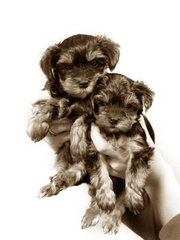 Babes of the yorkshire terrier in female hands
