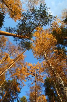 Multi-color autumn trees highs in october on a blue sky backgroud vertical