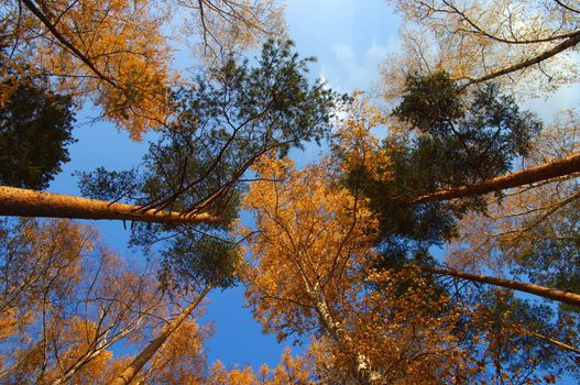 Multi-color autumn trees highs in october on a blue sky backgroud